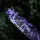 ASS SAVERS Win Wing 2 Gravel Squid | Purple