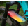 ASS SAVERS Mudder Regular Spritzschutz VR | Spektrum
